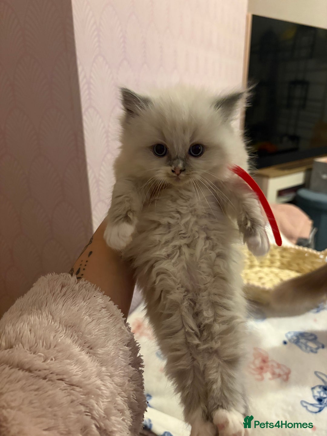 Ragdoll cats for sale: Ragdoll kittens for sale  - Advert 20