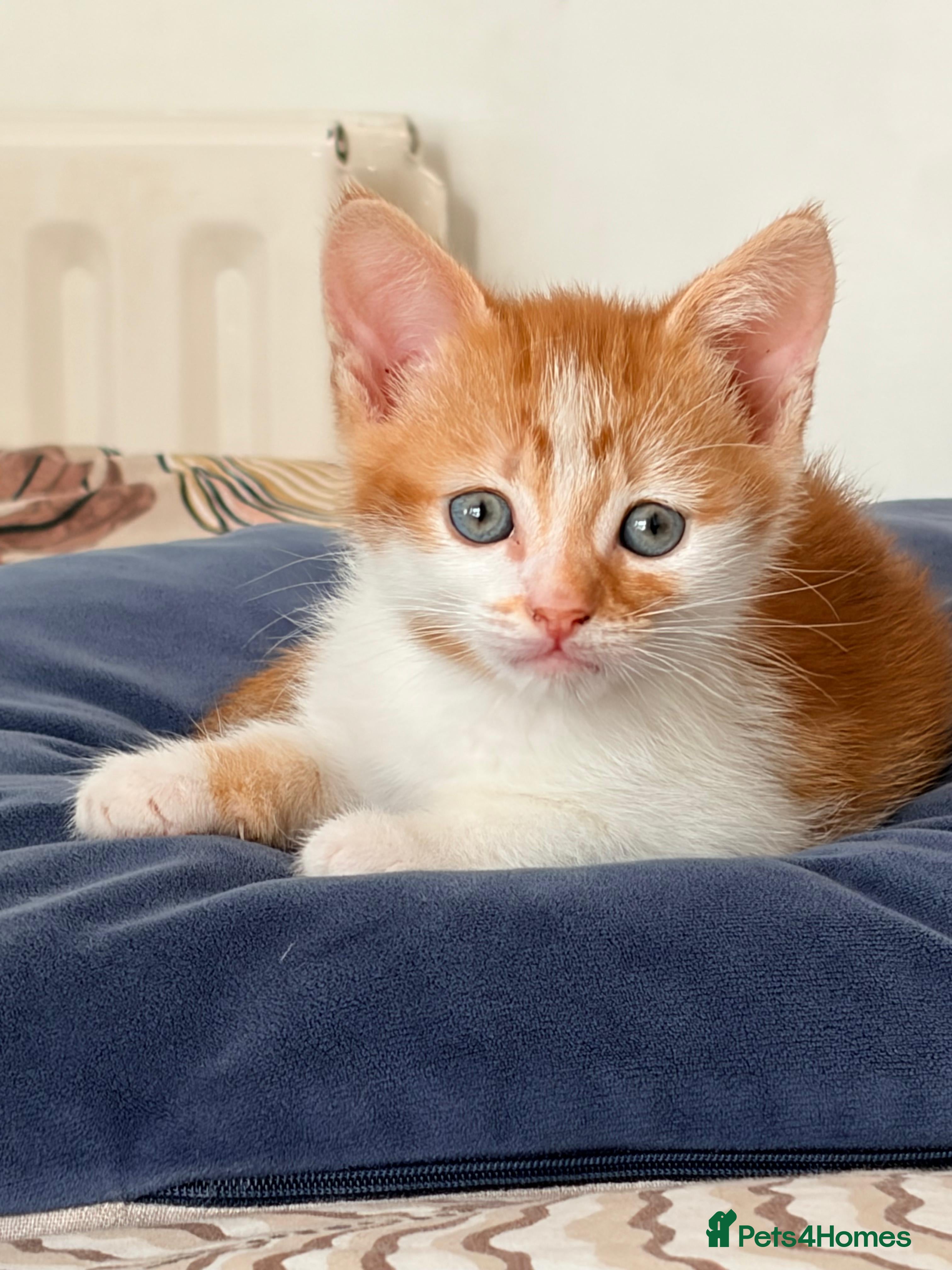 Mixed Breed cats Just the ginger boy available  - Advert 12