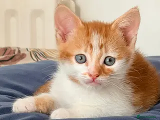 Mixed Breed cats Just the ginger boy available - Advert 12