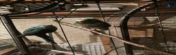 Parakeets birds for sale: 2 kakarikis left Caerphilly  in Caerphilly - Advert 4