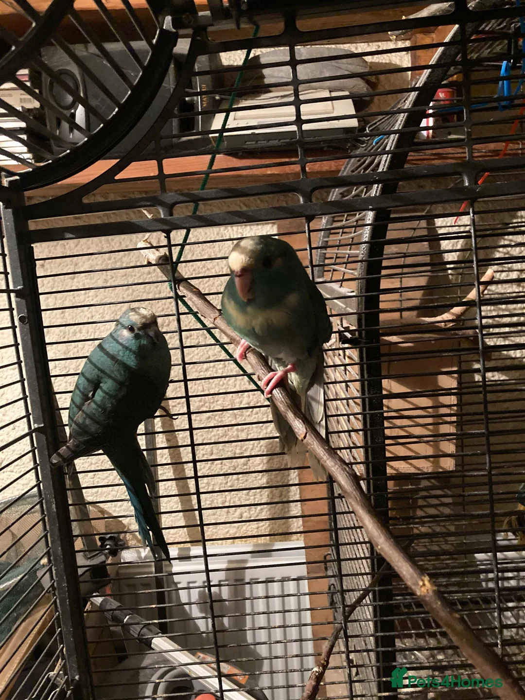 Parakeets birds for sale: 2 kakarikis left Caerphilly  in Caerphilly - Advert 4