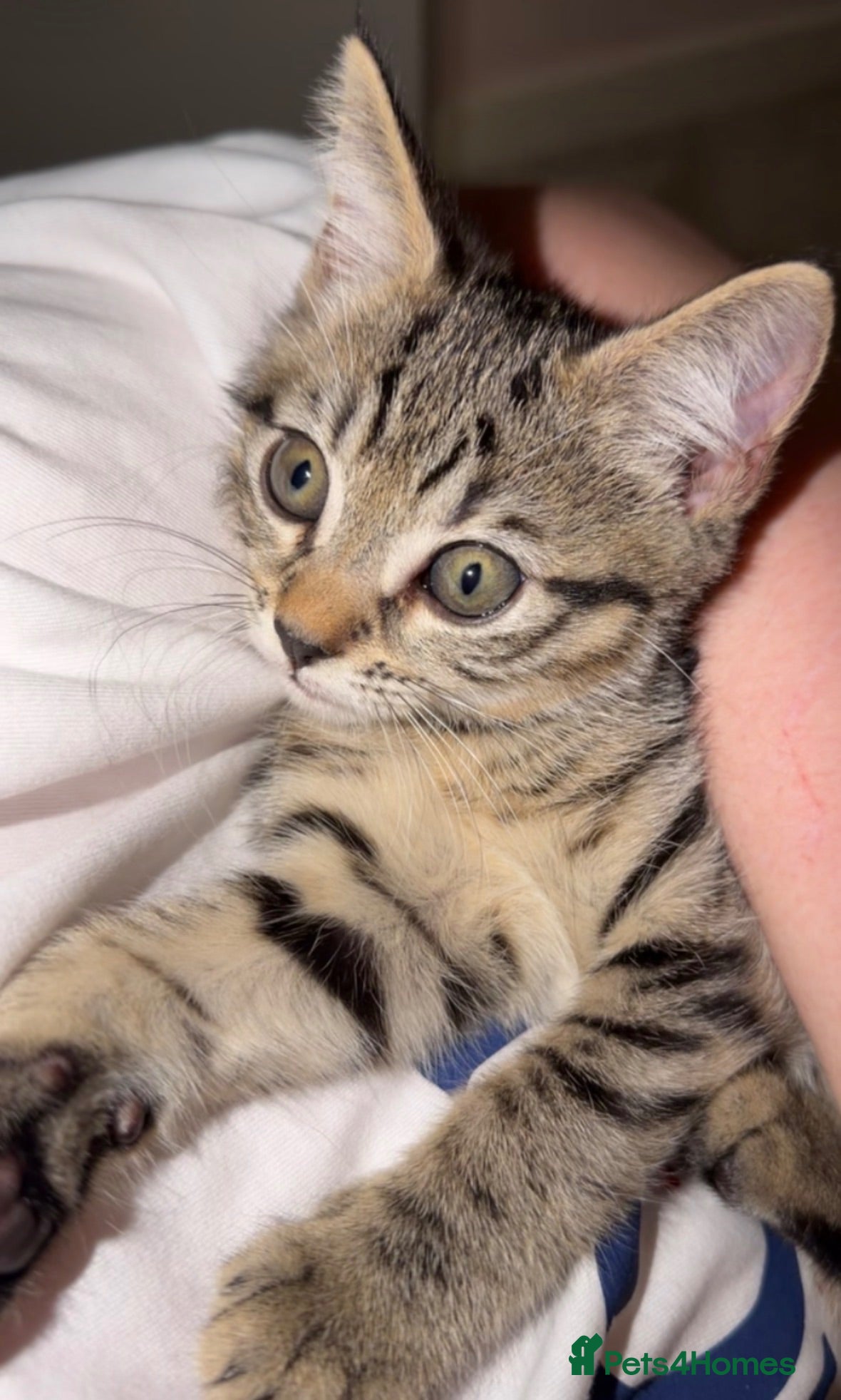 Mixed Breed cats PRICE DROP - Beautiful kitten - Ready to go 🏡  - Advert 4