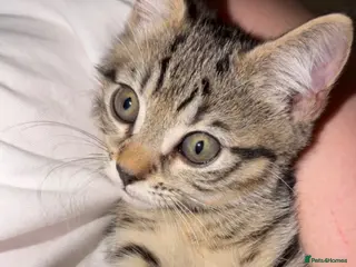 Mixed Breed cats PRICE DROP - Beautiful kitten - Ready to go 🏡 - Advert 4