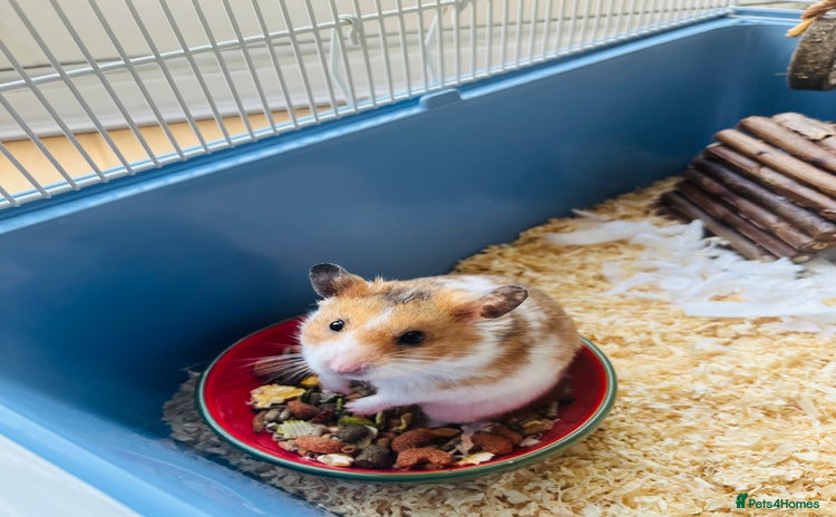 Hamster rodents - Advert 1