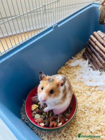 Hamster rodents - Advert 12