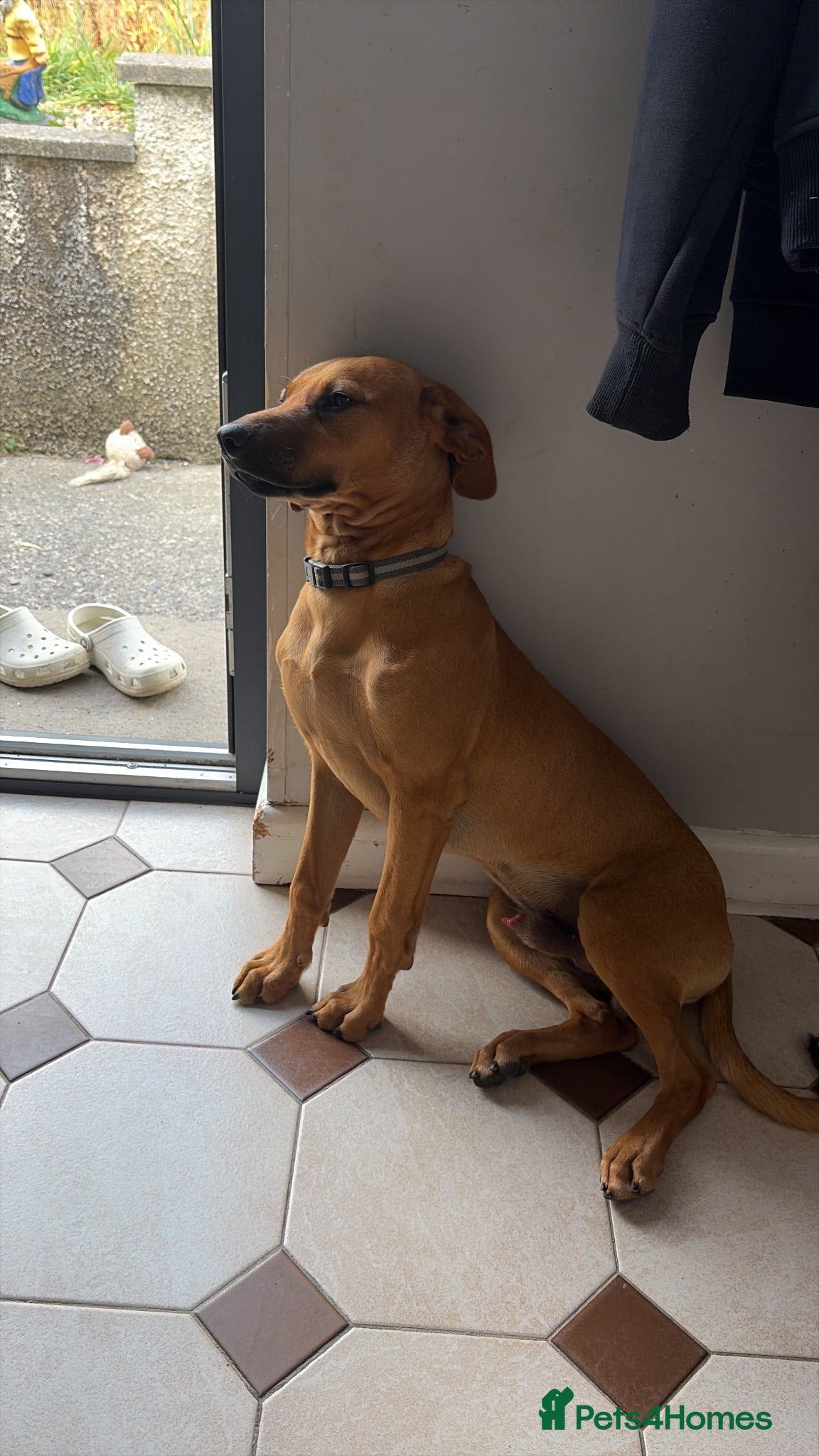 Rhodesian Ridgeback dogs 6 month old Rhodesian ridgeback boy puppy - Advert 1