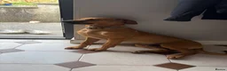 Rhodesian Ridgeback dogs for sale: 6 month old Rhodesian ridgeback boy puppy - Advert 1