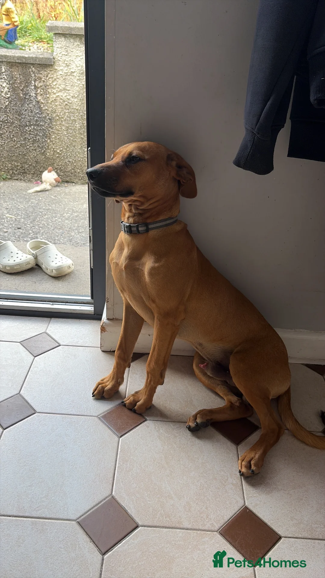 Rhodesian Ridgeback dogs for sale: 6 month old Rhodesian ridgeback boy puppy - Advert 1