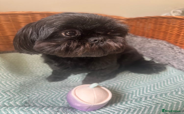 Shih Tzu dogs - Advert 12