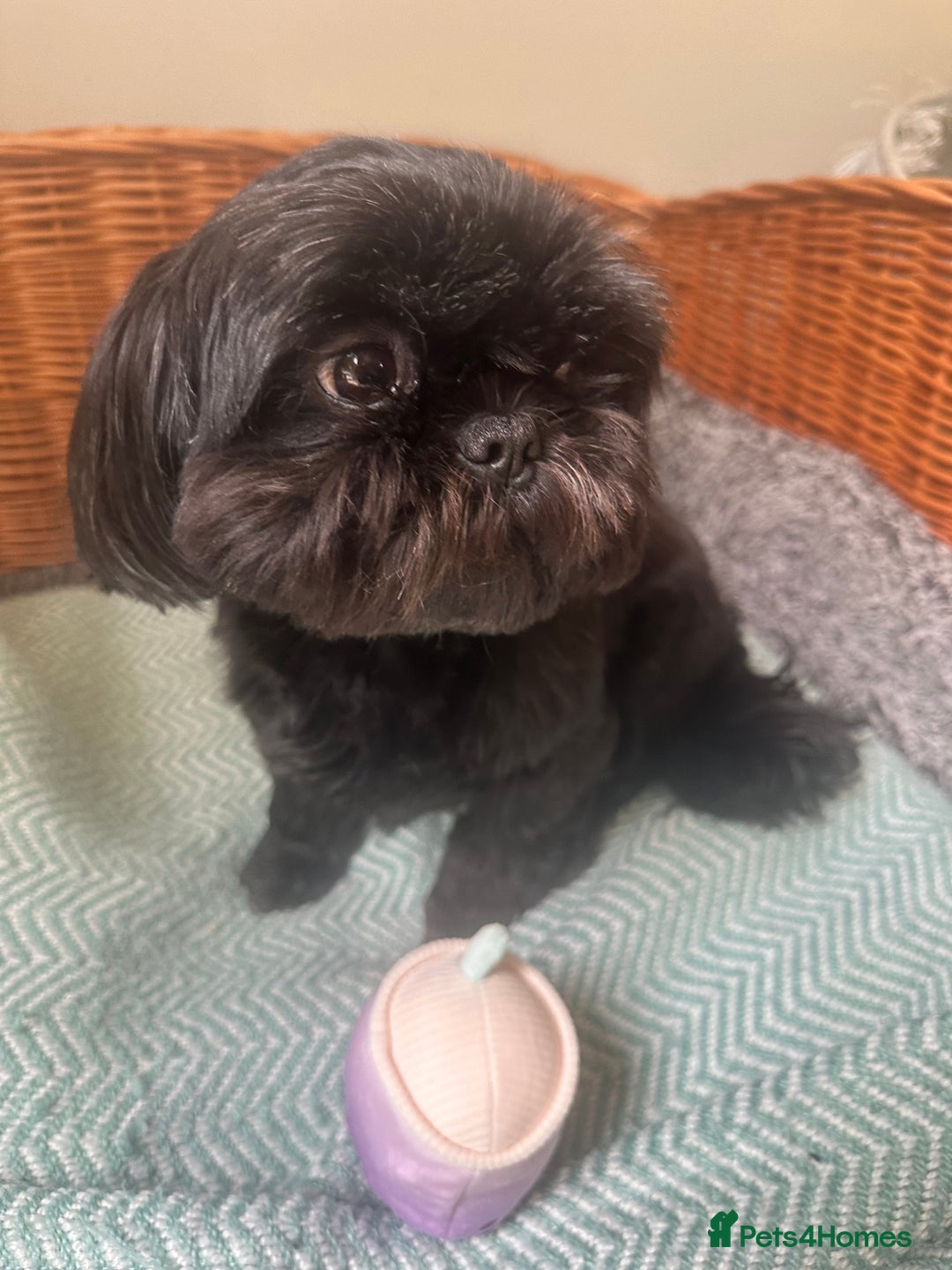 Shih Tzu dogs for sale: Beautiful black pedigree shih tzu female aged 5  - Image 1