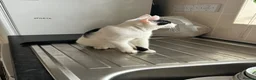 British Shorthair cats for sale: Sisters 6 months old  in Warrington - Advert 8