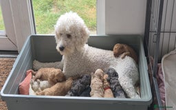 Labradoodle dogs for sale: Heal tested F1b miniature labradoodles - Image 17