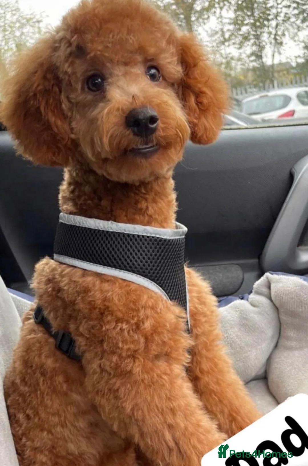 Cavapoo dogs for sale: Beautiful cava poo puppies - Advert 8