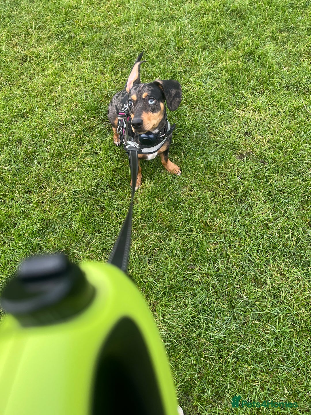 Mixed Breed dogs for sale: Francis  - Advert 1