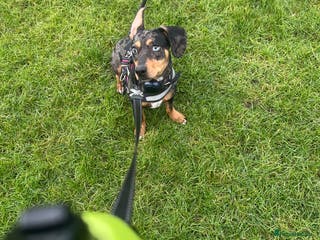 Mixed Breed dogs Francis - Advert 14