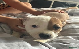 Staffordshire Bull Terrier dogs for sale: Kc Staffordshire bull terrior puppies - Image 7