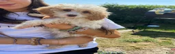 Cavapoo dogs for sale: F1b cavapoos - Advert 6