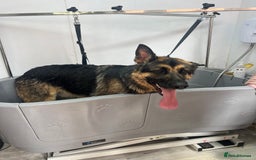 German Shepherd dogs for sale: 💙 German Shepherd Looking for His Forever Home 💙 - Image 4