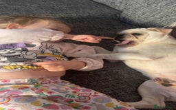 Pug dogs for sale: Rehoming our beautiful girl Bella :(  - Image 3