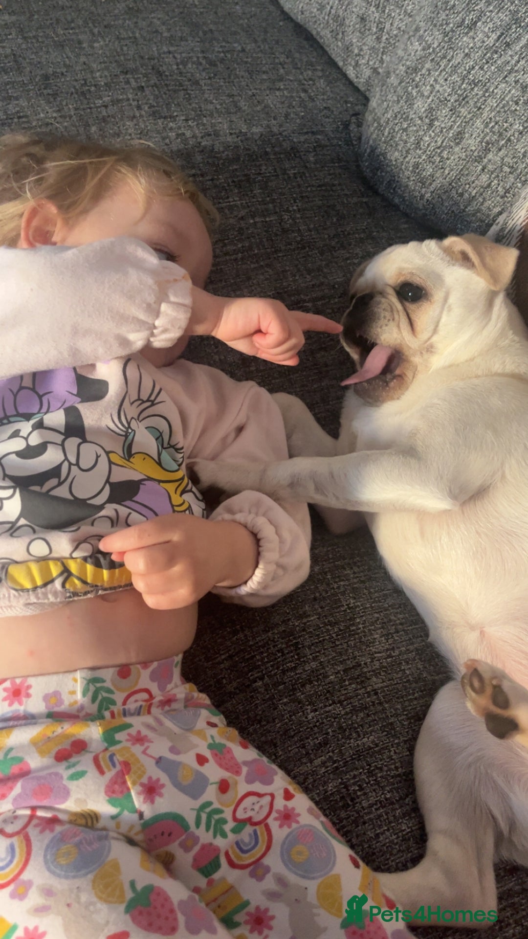 Pug dogs for sale: Rehoming our beautiful girl Bella :(  - Image 3