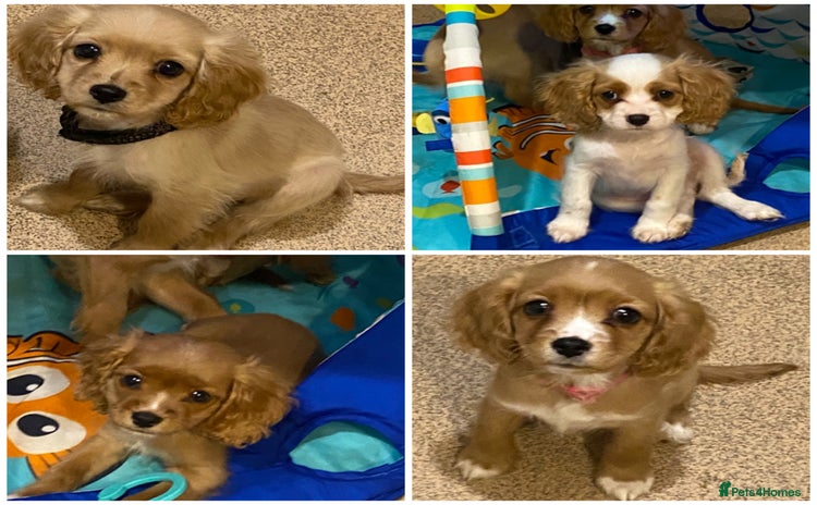 Cavapoo dogs DNA health tested F1 cavapoo BVA heart/eyes - Advert 18