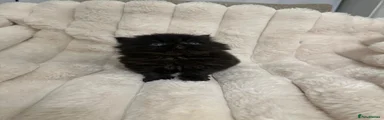 Persian 3
