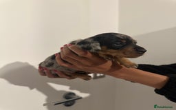 Miniature Dachshund dogs for sale: ✨Mini Smooth Hair Dachshund Ready 18/10/2025 ✨ - Image 11
