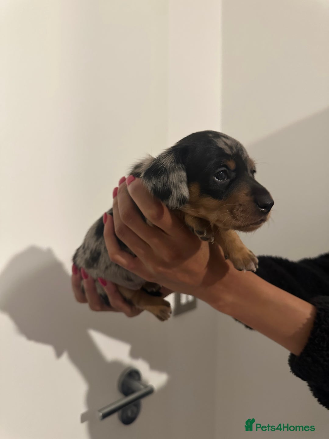 Miniature Dachshund dogs for sale: ✨Mini Smooth Hair Dachshund Ready 18/10/2025 ✨ - Image 11