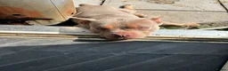 American Bulldog dogs for sale: Female pocket bully (Narla) - Advert 4