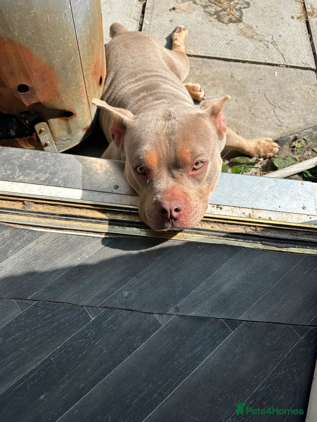 American Bulldog dogs for sale: Female pocket bully (Narla) - Advert 4