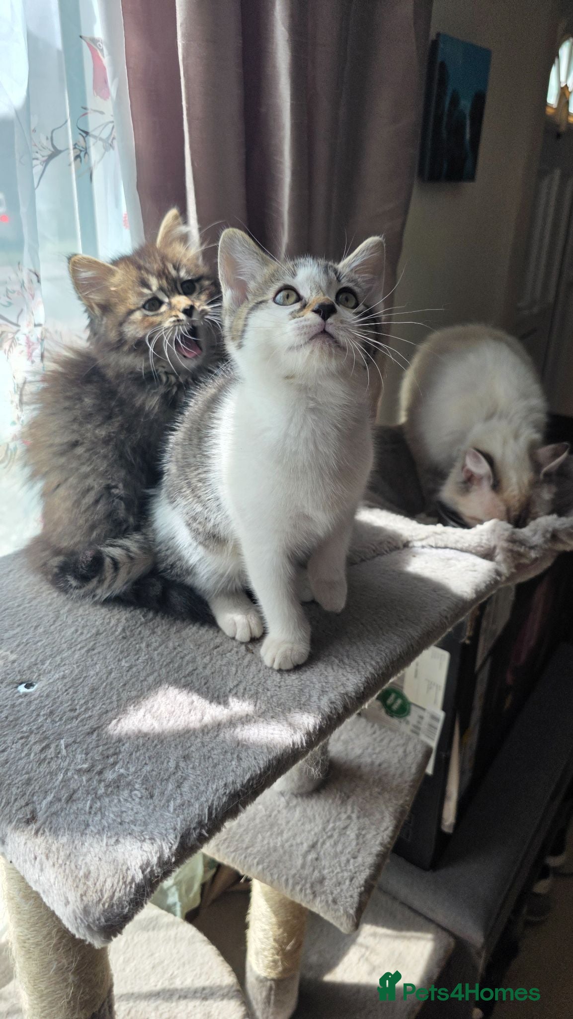 Ragdoll cats Ragdoll mix  ready for their new homes - Advert 5