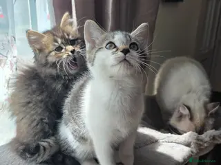 Ragdoll cats Ragdoll mix ready for their new homes - Advert 5