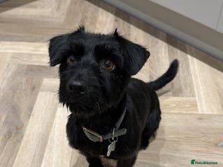 Mixed Breed dogs Lady - loving terrier great with kids - Advert 11