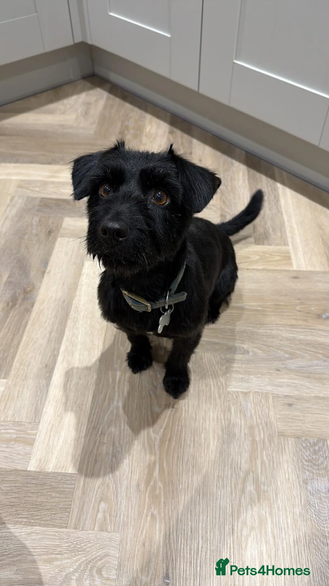 Mixed Breed dogs for sale: Lady - Patterdale x Yorkshire Terrier  - Advert 1