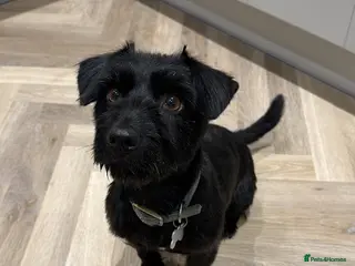 Mixed Breed dogs New home found - Advert 16