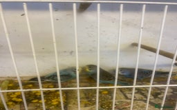 Budgerigars birds for sale: Baby budgies - Image 8