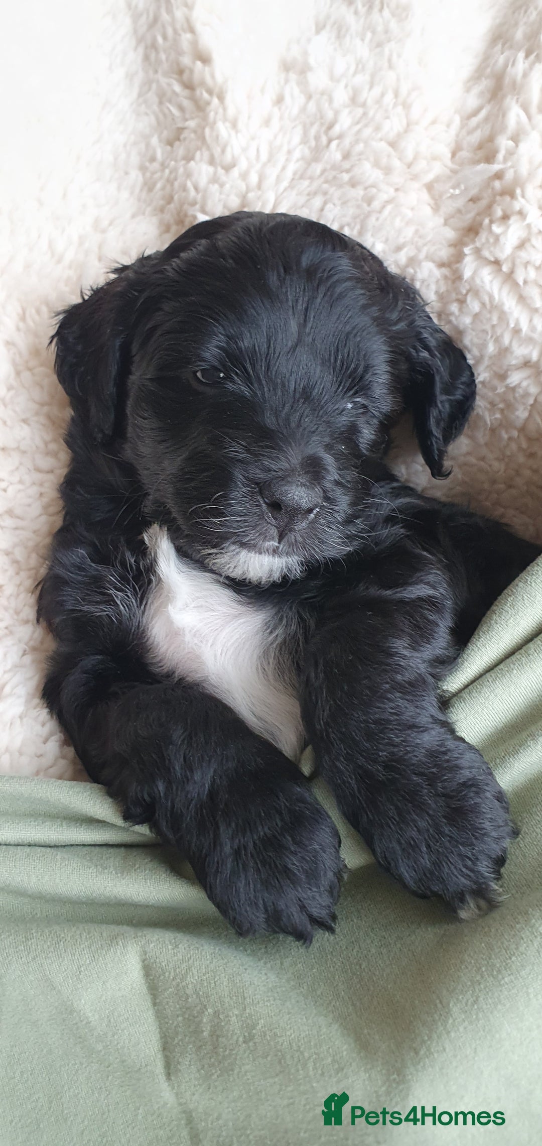 Australian Labradoodle dogs for sale: Health-tested Australian Labradoodle puppies - Image 24