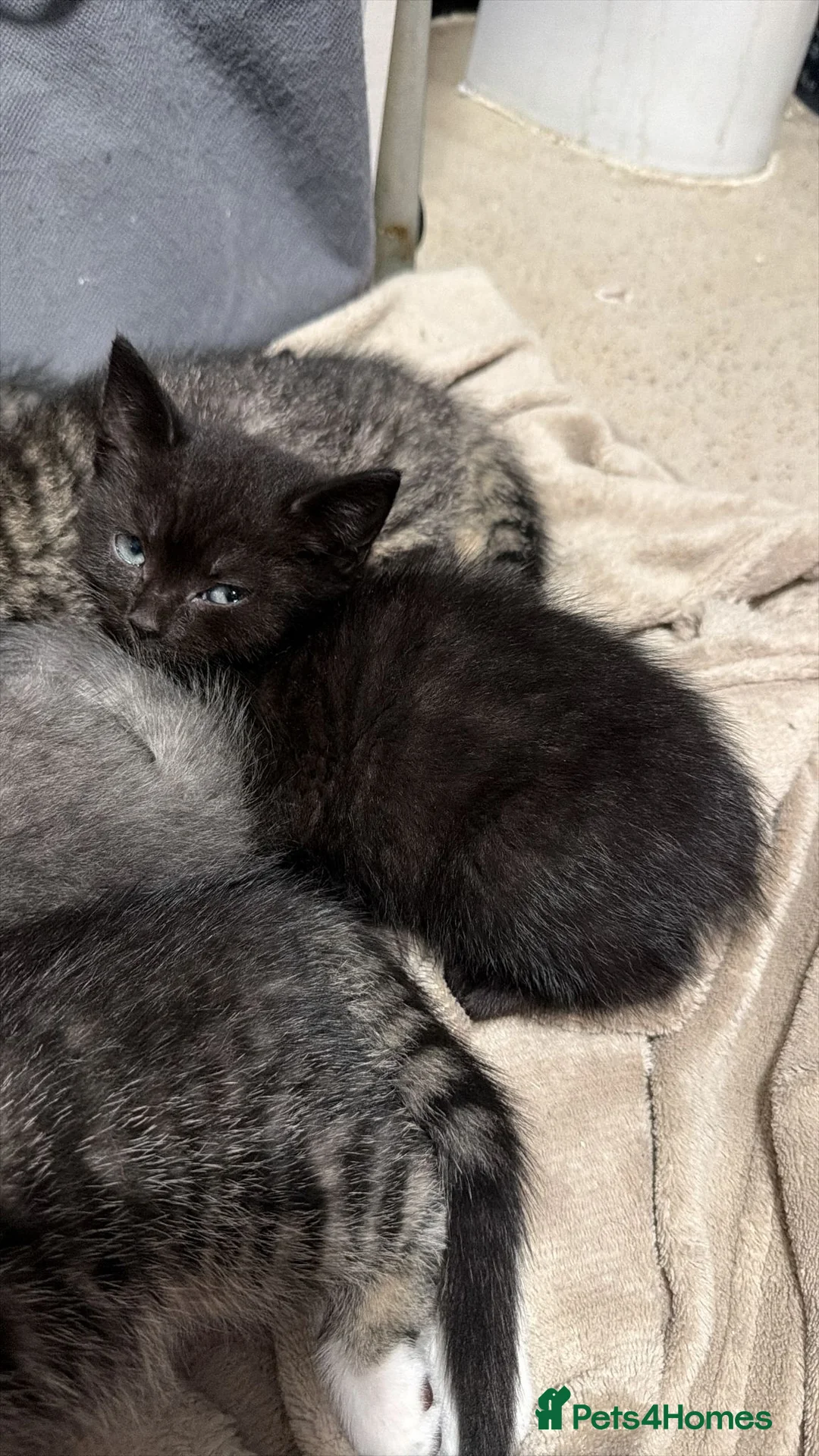 British Shorthair cats for sale: British Shorthair Kittens in Guildford - Advert 2