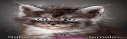 Maine Coon cats for sale: Polydactyl Maine Coon kittens are available  - Advert 8