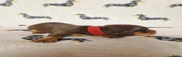 Miniature Dachshund dogs for sale: Beautiful home-reared Miniature Dachshund Puppies - Advert 9