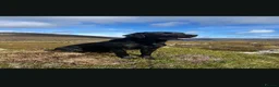 Labrador Retriever dogs for sale: Labrador pups  in Inverurie - Advert 28