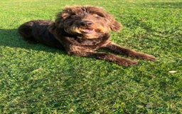 Labradoodle dogs for sale: Sadly looking for a new home labradoodle  - Image 6