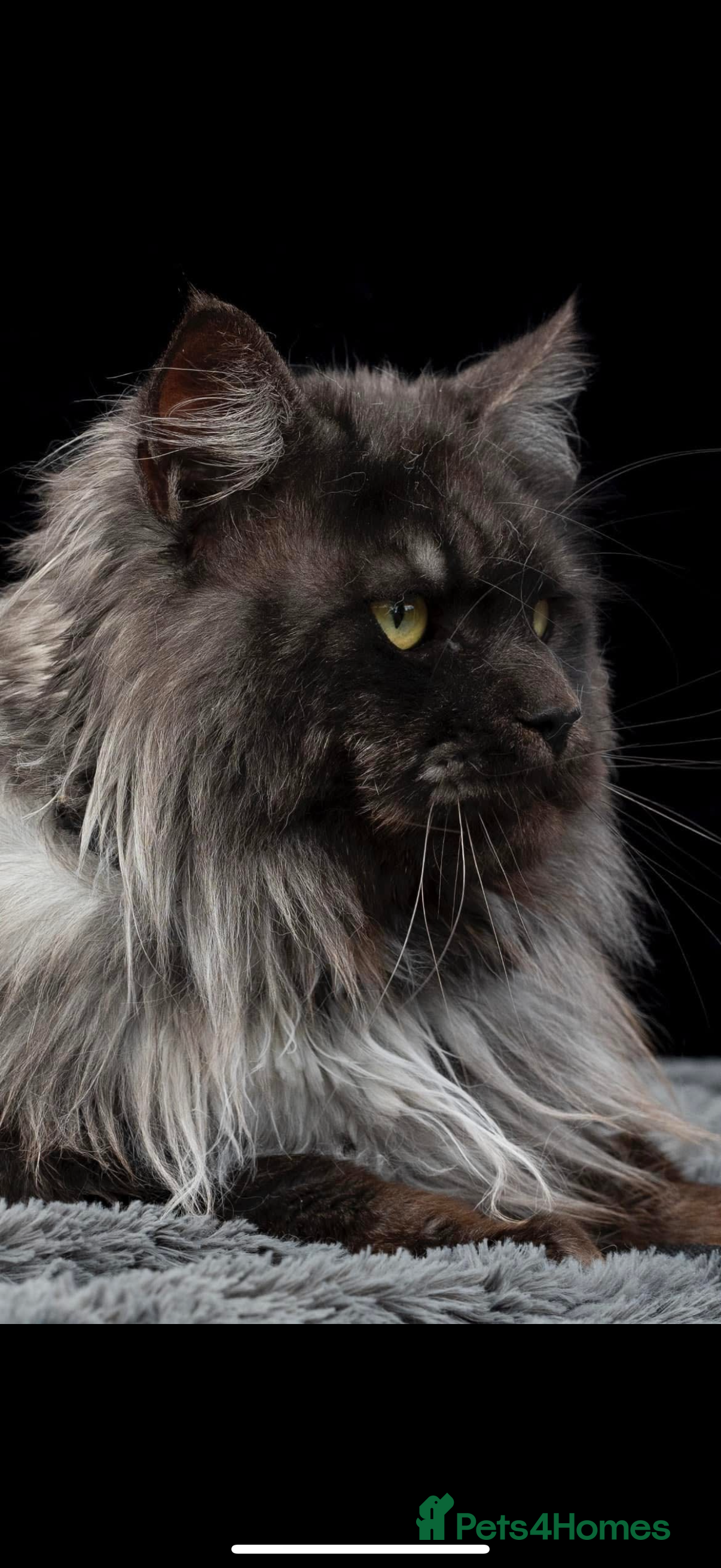 Maine Coon cats  Well proven black smoke Mainecoon for stud  in Kidderminster - Advert 10