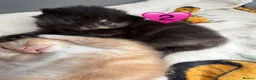Domestic Shorthair cats for sale: Beautiful Kittens  in Sheerness - Advert 4
