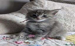 Ragcoon cats for sale: Stunning Ragcoon kittens! - Image 7