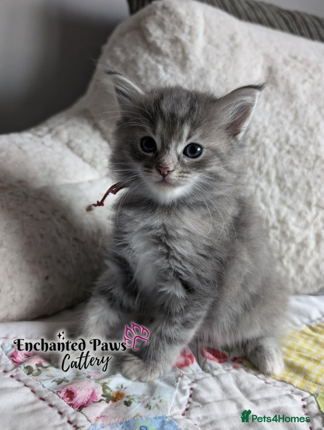 Ragcoon cats for sale: Stunning Ragcoon kittens! - Image 7