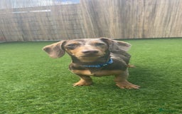 Miniature Dachshund dogs for sale: Pup for sale due to change in job - Image 1