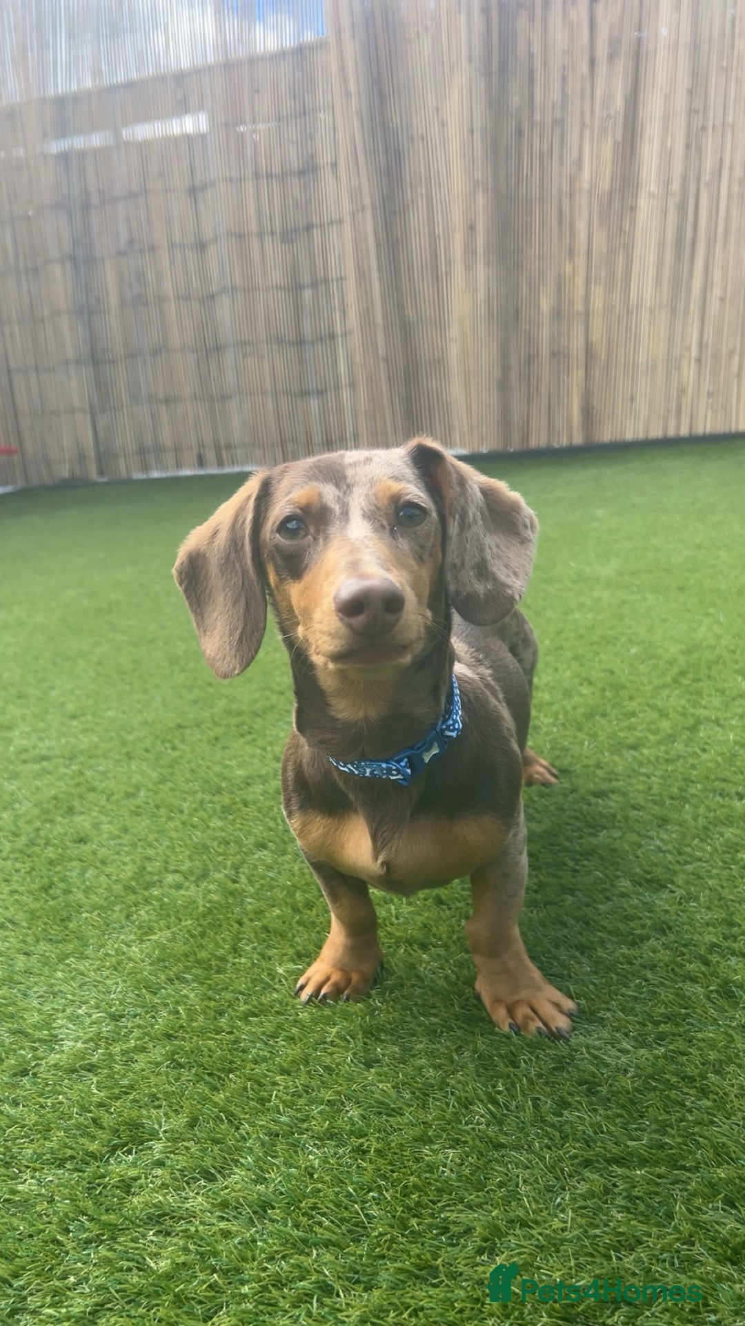 Miniature Dachshund dogs for sale: Pup for sale due to change in job - Image 1