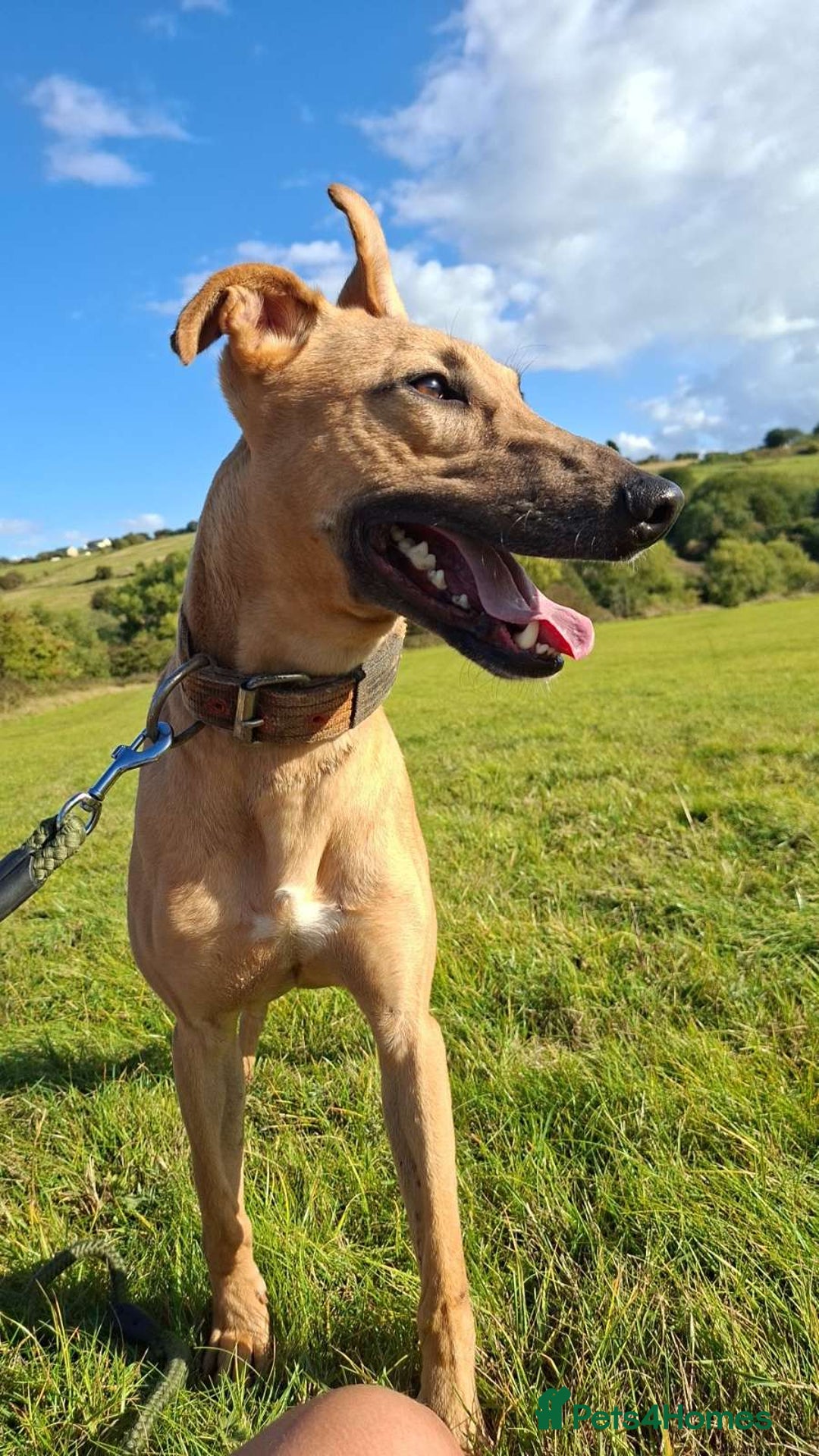 Mixed Breed dogs for sale: Surluki bull is  - Image 4