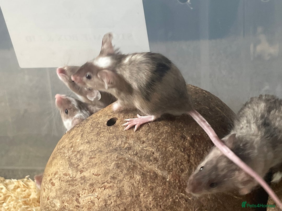 Mouse rodents for sale: Beautiful fancy mice looking for forever homes - Image 14